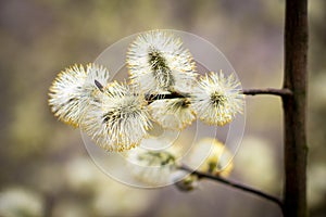 Salix caprea