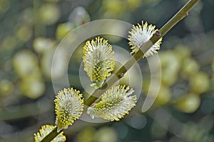 Salix caprea