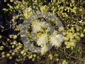 Salix caprea blossom close-up, macro photo seasonal, april