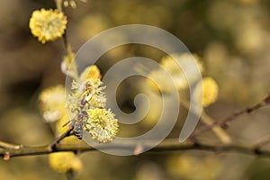 Salix caprea - closeup of yellow blossoms on branches of a willow