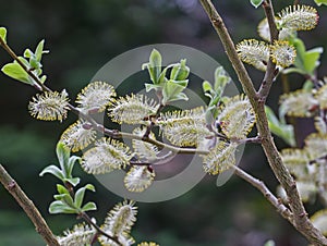 Salix caprea , Common Sallow, Goat Willow