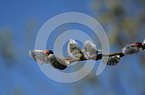 Salix caprea detail of flowers covered with gray hairs against frost, background photo is blurred