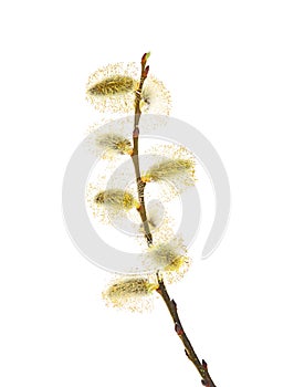Salix caprea goat willow, also known as the pussy willow or great sallow. The first spring flowers that serve as food for bees