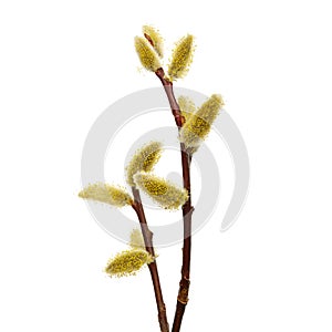 Salix caprea goat willow, also known as the pussy willow or great sallow. The first spring flowers that serve as food for bees