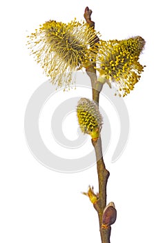 Salix caprea, goat willow, willow, great sallow