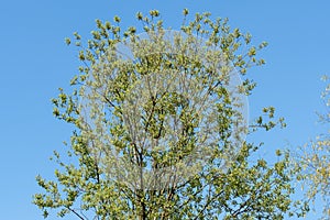 Salix caprea, goat willow or great sallow, deciduous shrub.