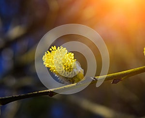 Salix caprea. Goat willow in spring.