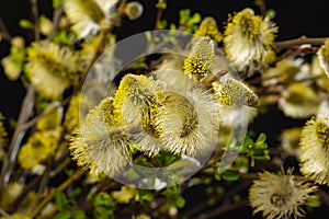 Salix caprea, goat willow, willow, great sallow