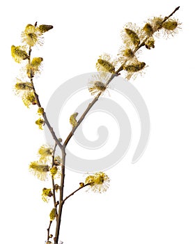 Salix caprea, goat willow, willow, great sallow