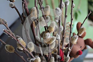 Salix caprea pendula plant in vase