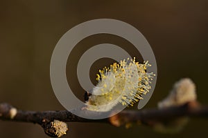 Salix caprea, Saule marsault, Pussy Willow