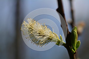 Salix caprea, Saule marsault, Pussy Willow