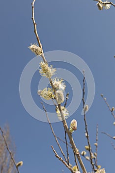 Salix caprea shrub in bloom