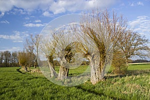 Salix caprea - willow grove