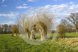 Salix caprea - willow grove