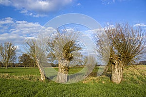 Salix caprea - willow grove