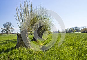 Salix caprea - willow grove