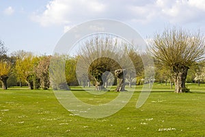 Salix caprea - willow grove on a golf field