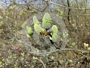 Salix caprea and a young bee