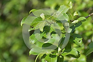Salix carpea - the willow , branch with leaves
