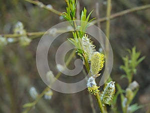Salix cinerea catkins and flowers.