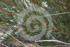 Salix eleagnos angustifolia branches