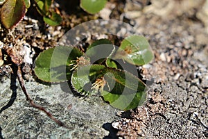 Salix herbacea, the dwarf willow, on stone