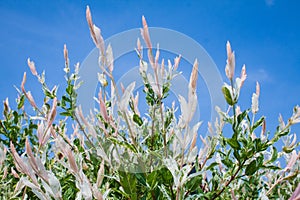 Salix integra 'Hakura Nishiki'