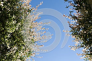 Salix integra, leaves of a Salicaceae against a blue sky background