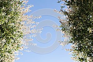 Salix integra, leaves of a Salicaceae against a blue sky background