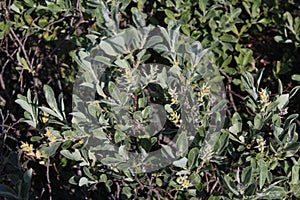 Salix lapponum, the downy willow in the arctic tundra