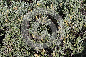 Salix lapponum, the downy willow in the arctic tundra