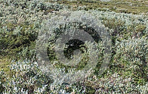 Salix lapponum, the downy willow in the arctic tundra