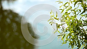 Salix matsudana branches with green fresh curly leaves Weeping willow Salix babylonica over water surface with tree