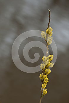 Salix pollen with river behind