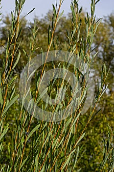 Salix purpurea purple willow or osier is a species of Salix native to most of Europe. Purple willow catkin, Salix purpurea