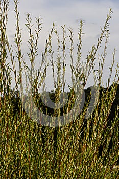 Salix purpurea purple willow or osier is a species of Salix native to most of Europe. Purple willow catkin, Salix purpurea