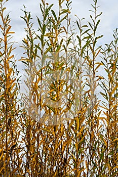 Salix purpurea purple willow or osier is a species of Salix native to most of Europe. Purple willow catkin, Salix purpurea