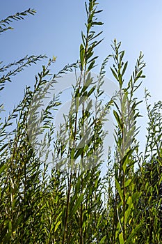 Salix purpurea purple willow or osier is a species of Salix native to most of Europe. Purple willow catkin, Salix purpurea