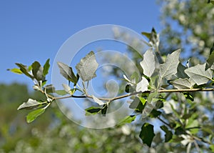 Salix repens close up