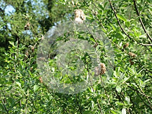 Salix tree  Salix Cinerea  with tiny seeds embedded in white cottony down which assists wind dispersal . Tuscany, Italy