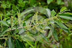 Salix triandra is a species of willow