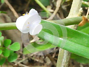 Sall Flower is white are so beautiful in nature