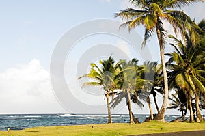 Sallie Peachie beach palm trees Corn Island