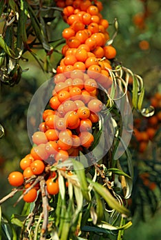 Sallow thorn