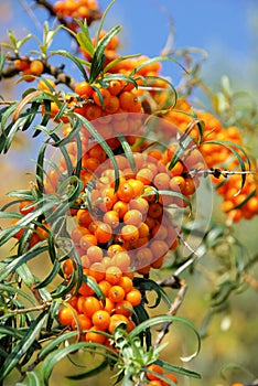 Sallow thorn photo