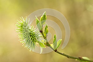 Sallow willow blossom photo