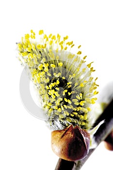 Sallow, willow catkins, close-up photo