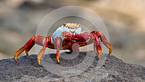 Sally lightfood crab on a lava rock