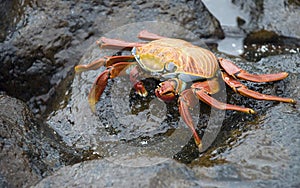 Sally Lightfoot Crab